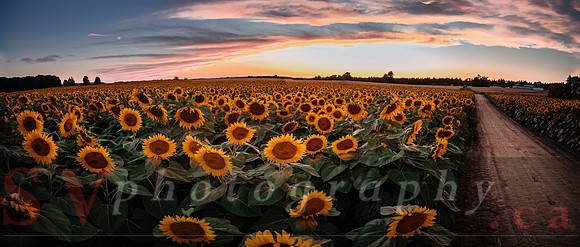 Sunflower Festival