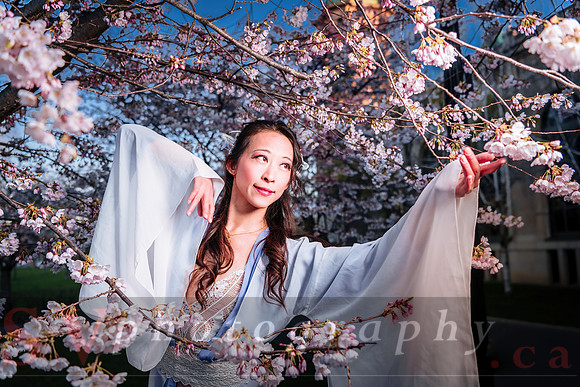 Cherry Blossoms