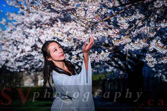Cherry Blossoms