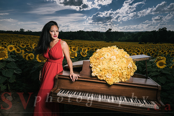 Sunflower Farm