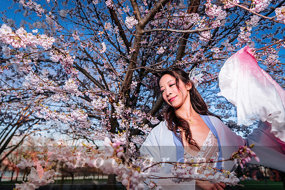 Cherry Blossoms