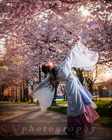 Cherry Blossoms