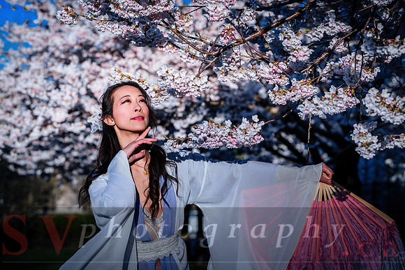 Cherry Blossoms
