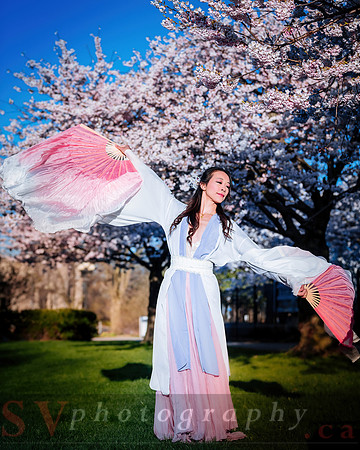 Cherry Blossoms