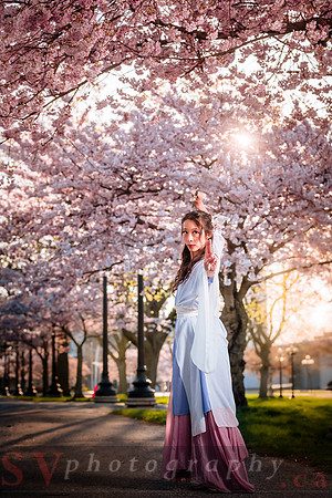 Cherry Blossoms