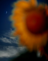 Sunflower Festival