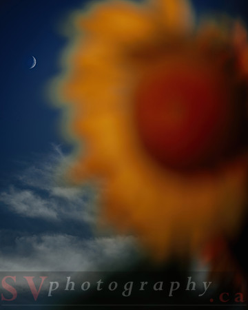 Sunflower Festival
