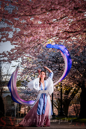 Cherry Blossoms