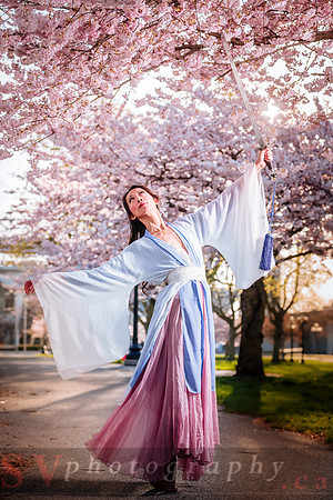 Cherry Blossoms
