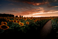 Sunflower Festival