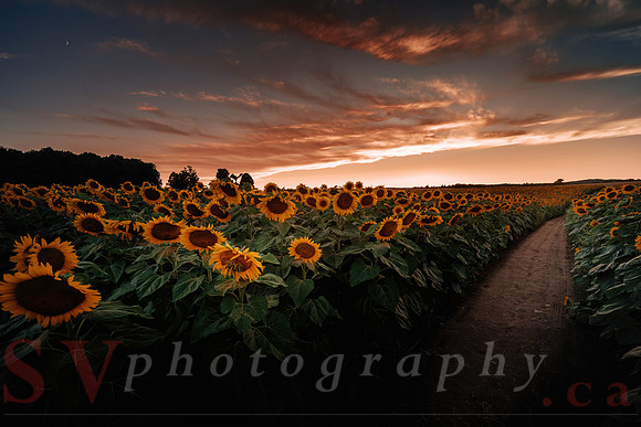 Sunflower Festival