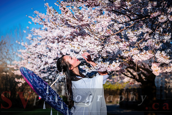 Cherry Blossoms