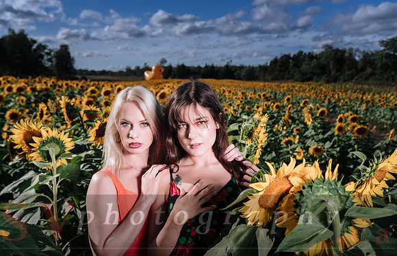 Sunflower Farm