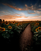 Sunflower Festival