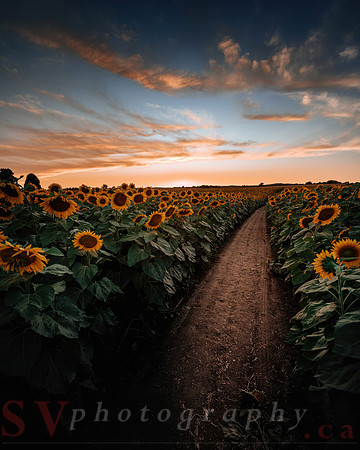 Sunflower Festival
