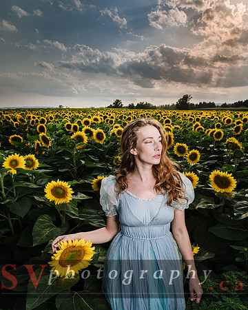 Sunflowers