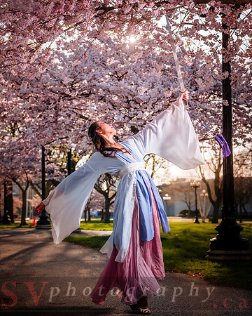Cherry Blossoms