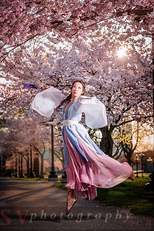 Cherry Blossoms