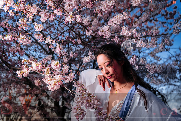 Cherry Blossoms