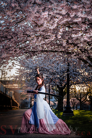Cherry Blossoms
