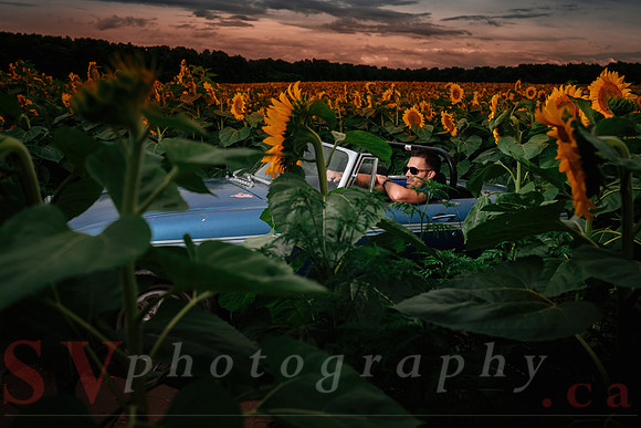 In the field of dreams
