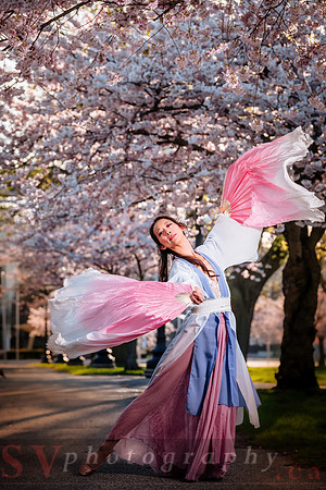 Cherry Blossoms