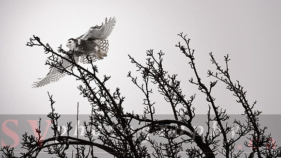 Bird Watching