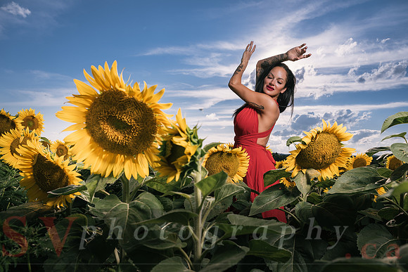 Sunflower Farm