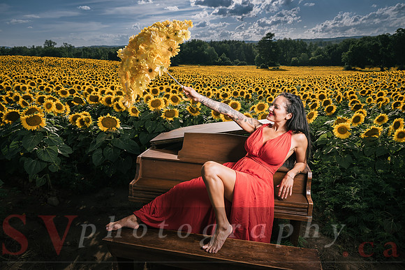 Sunflower Farm