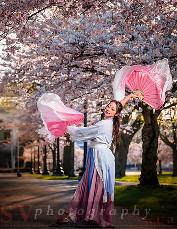 Cherry Blossoms