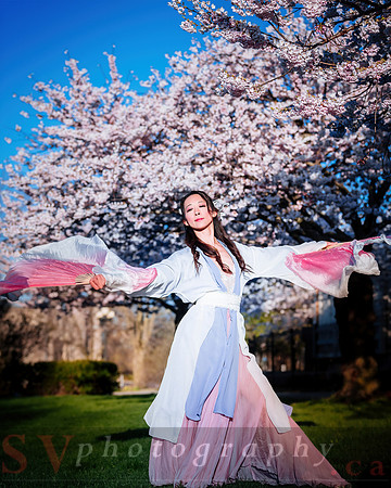 Cherry Blossoms