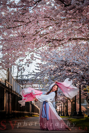 Cherry Blossoms