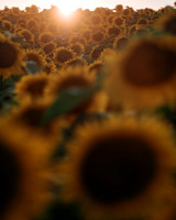 Sunflower Festival