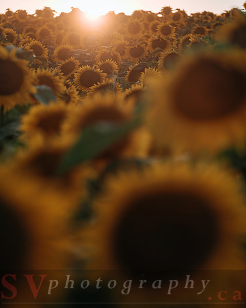 Sunflower Festival