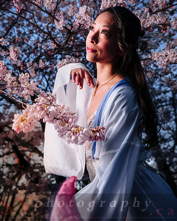 Cherry Blossoms