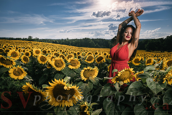 Sunflower Farm
