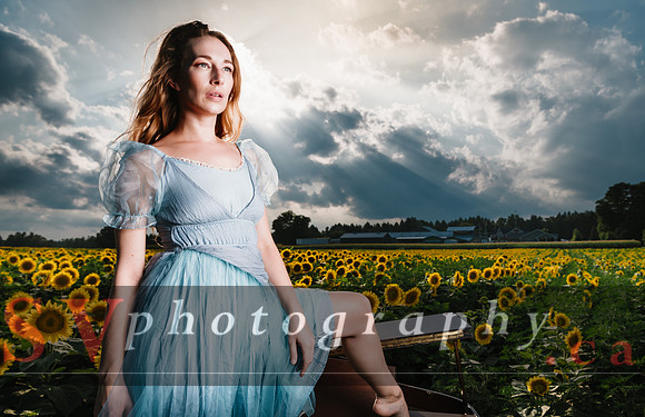 Sunflowers