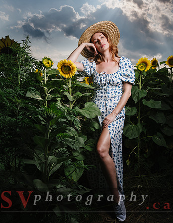 Sunflowers