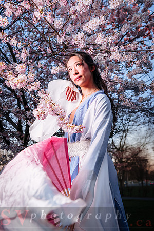Cherry Blossoms