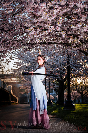 Cherry Blossoms