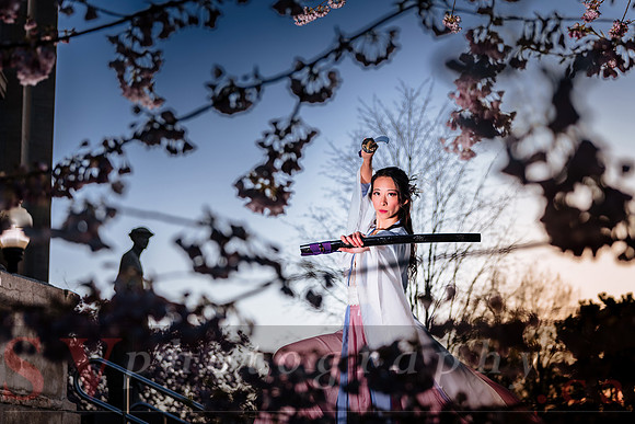 Cherry Blossoms