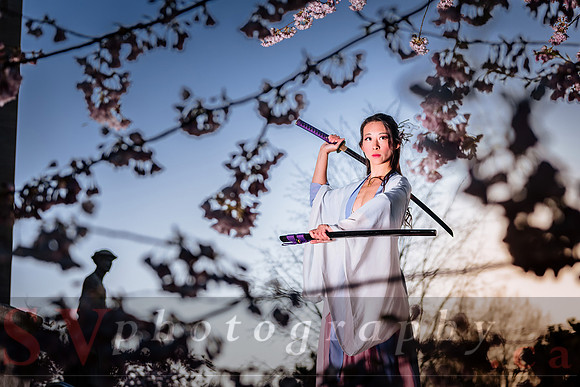 Cherry Blossoms