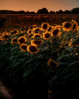 Sunflower Festival