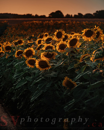 Sunflower Festival