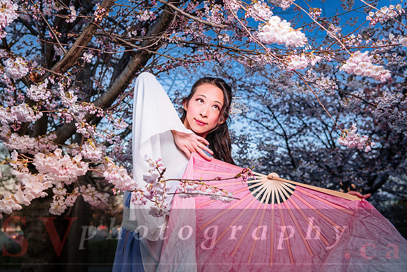 Cherry Blossoms