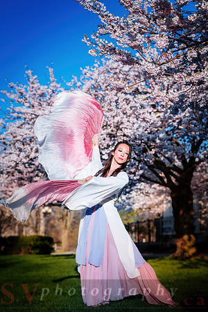Cherry Blossoms