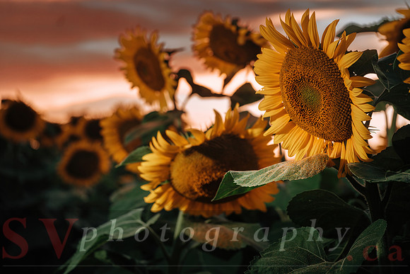 Sunflower Festival