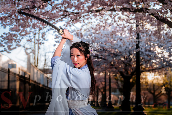 Cherry Blossoms