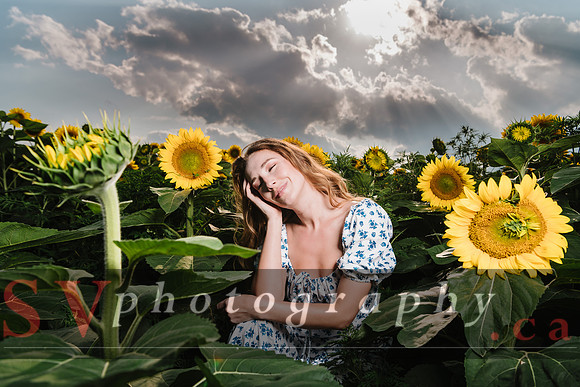 Sunflowers