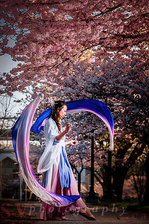 Cherry Blossoms